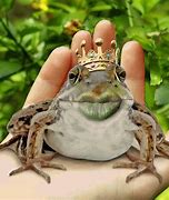 Image result for Frog Wallpaper GIF