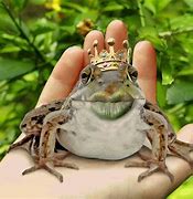 Image result for Rolling Frog GIF