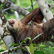 Image result for Sloth Images