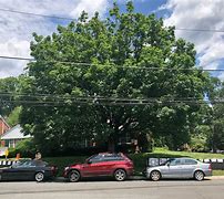 Image result for Chevy Chase Tree Sap