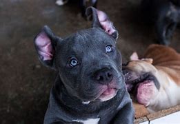 Image result for Blue American Bully XL