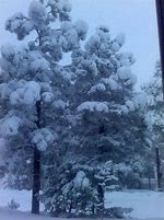 Image result for Show Low Arizona Winter