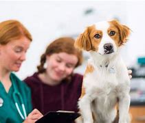 Image result for Veterinarians Near Me