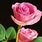 Image result for Pink Rose Pic