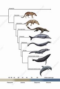 Image result for Whale Evolution Line
