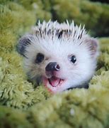 Image result for Very Cute Hedgehog