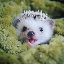 Image result for Smiling Baby Hedgehog