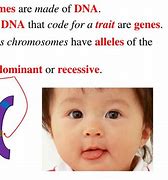 Image result for Homologous vs Homozygous