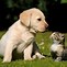 Image result for Kittens and Puppies Party Wallpaper