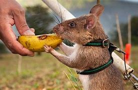 Image result for Remote Control Rat Realistic