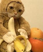Image result for Banana Cat Profile
