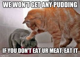 Image result for Forgot to Feed Cat Meme