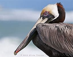 Image result for Pelican Face
