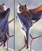 Image result for Upside Down Bat Arms Out