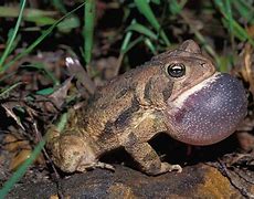 American toads 的圖像結果