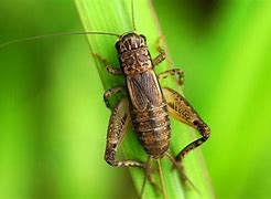 Image result for Crickets in Palm Leaves