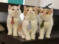 Image result for Cat in Business Suit