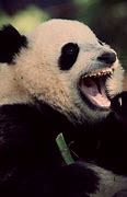Image result for Angry Giant Panda Sticker