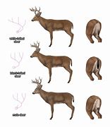 Image result for Aging Whitetail Deer On Hoof