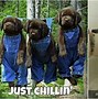 Image result for Cool Animals Memes