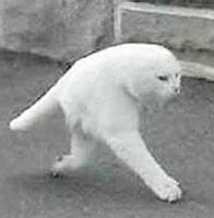 Image result for Cat Standing On 2 Legs Meme