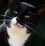 Image result for Tuxedo Munchkin Cat