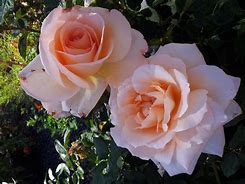 Image result for Rosa Apricot Nectar