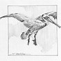 Image result for Pelican Sketch