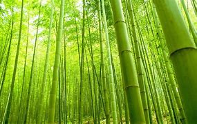 Image result for Chinese Bamboo Mat Wallpaper