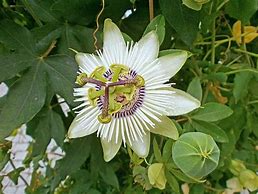 Image result for White Passion Flower Vine