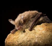 Image result for Brown Long Eared Bat Eyes