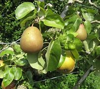 Image result for Pyrus communis Beurré de Naghin