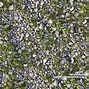 Image result for Green Grass with White Pebbles Texture