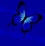 Image result for Blue Butterfly Wallpaper