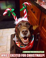 Image result for Funny Holiday Dog Memes