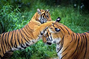 Image result for Tigers Fighting