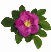 Image result for Pale Pink Wild Rose
