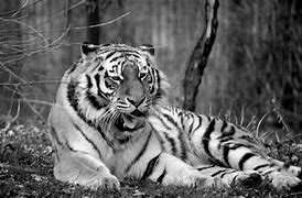 Image result for Reemains of Tiger Kill