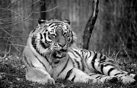 Image result for Tiger Kills Leftover