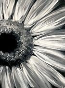 Image result for Black and White Art with Spot Colour