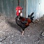 Image result for brahma fowl