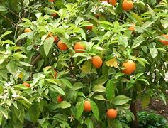 Image result for Big Orange Fruit Tree