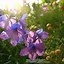 Image result for DELPHINIUM IN CULTIVARS