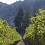 Image result for Sequoia Grove Cabernet Sauvignon