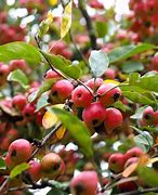 Image result for Shepard Apple Fruit