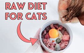 Image result for Raw Food Diet Cats