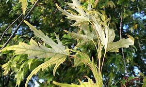 Image result for Maple Leaf Underside Silver Tree