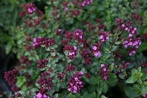 Image result for Origanum laevigatum Hopleys