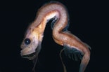 Afbeeldingsresultaten voor "cetostoma Regani". Grootte: 155 x 103. Bron: fishesofaustralia.net.au