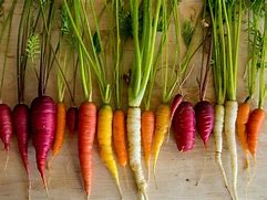 Image result for Pink Carrot